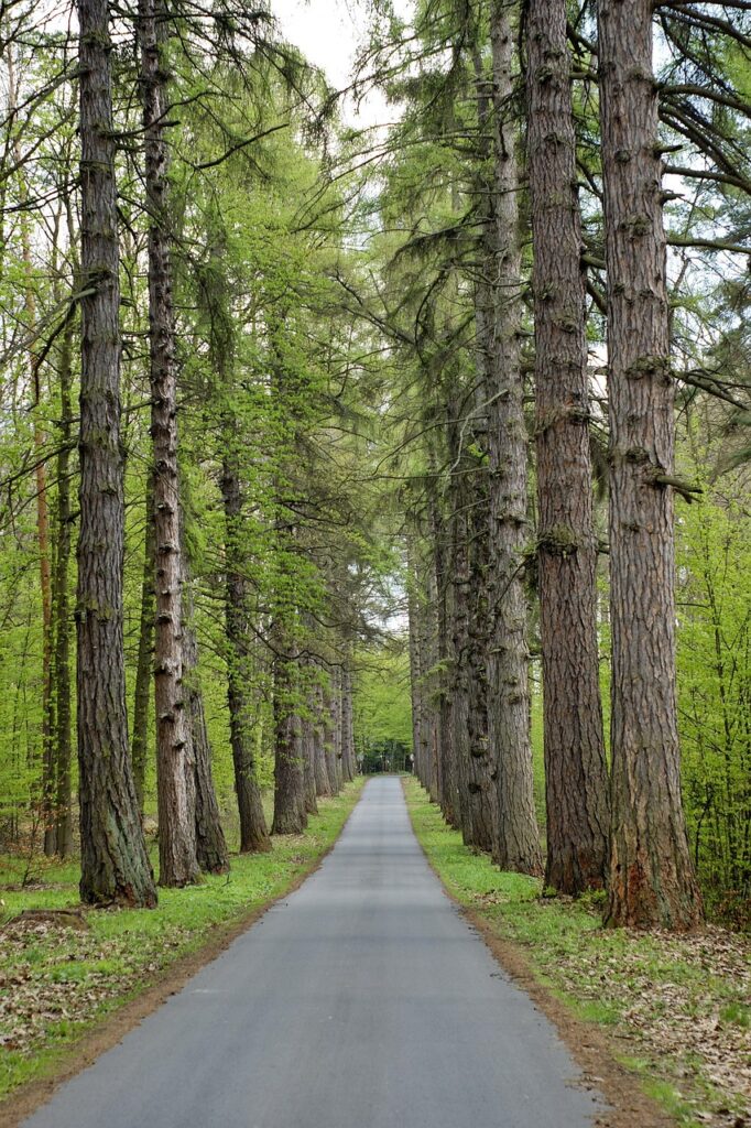 road, tree, forest, landscape, travel, way, spring, nature, asphalt, path, wood, drive, natura, drzewo, drewno technika, liść, roślina, panoramiczny, żadna osoba